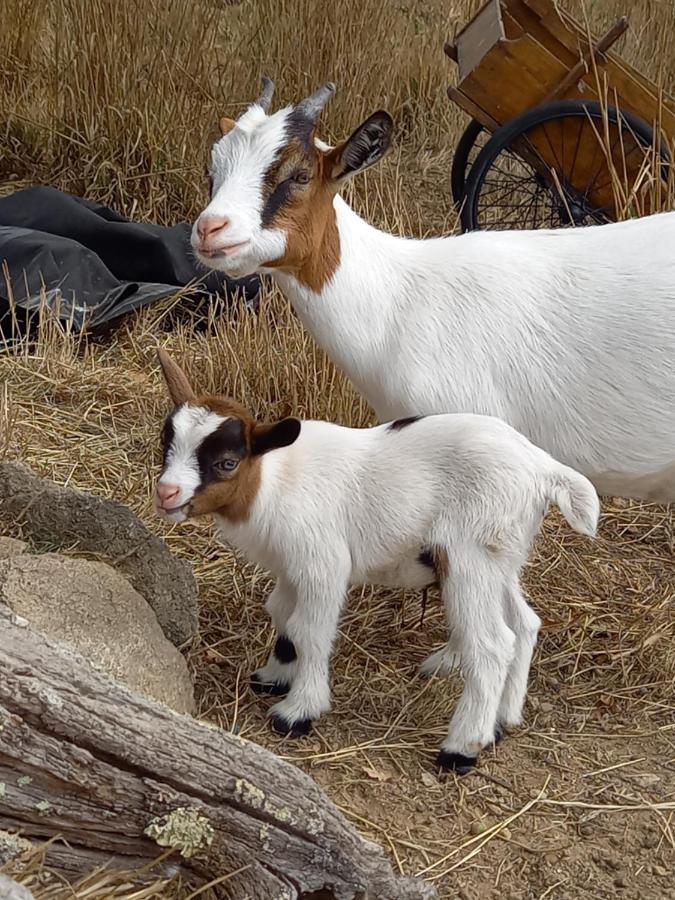 Le Domaine De La Petite Chevre Villa Ploumagoar Luaran gambar